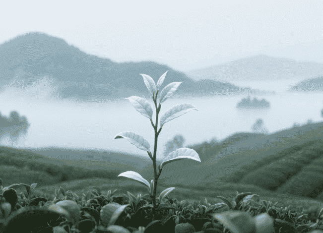 天目湖白茶